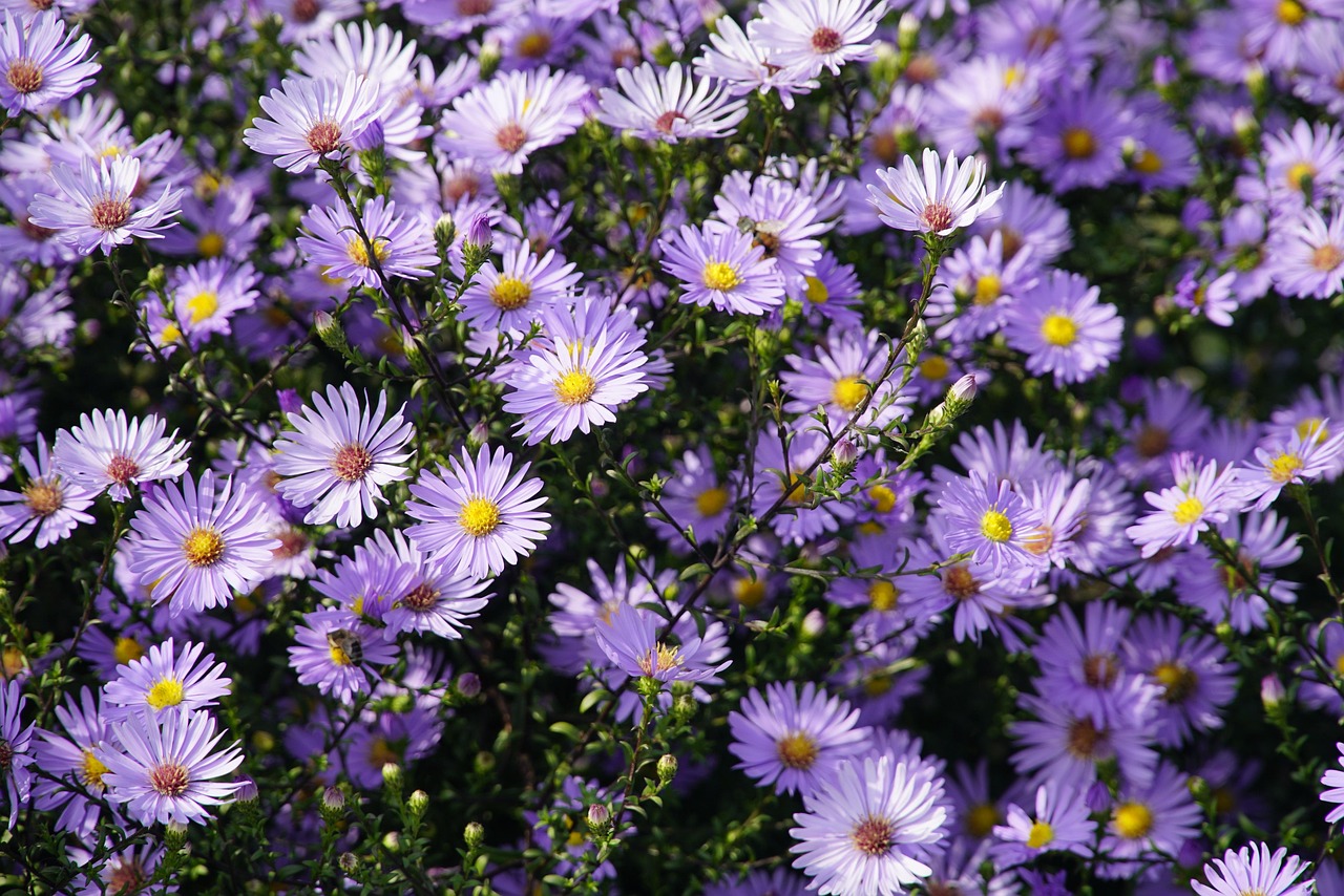 flowers-8311282_1280